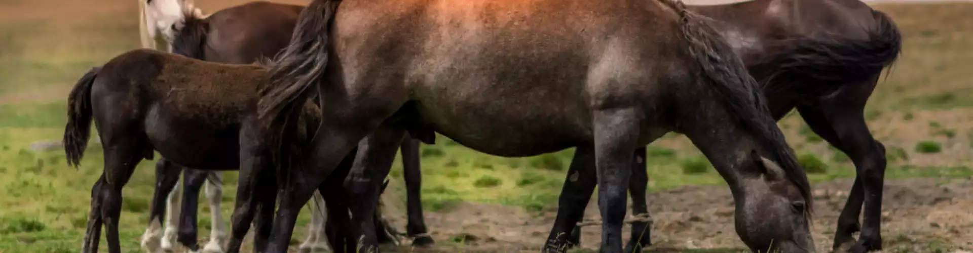 Power Animals: Horse