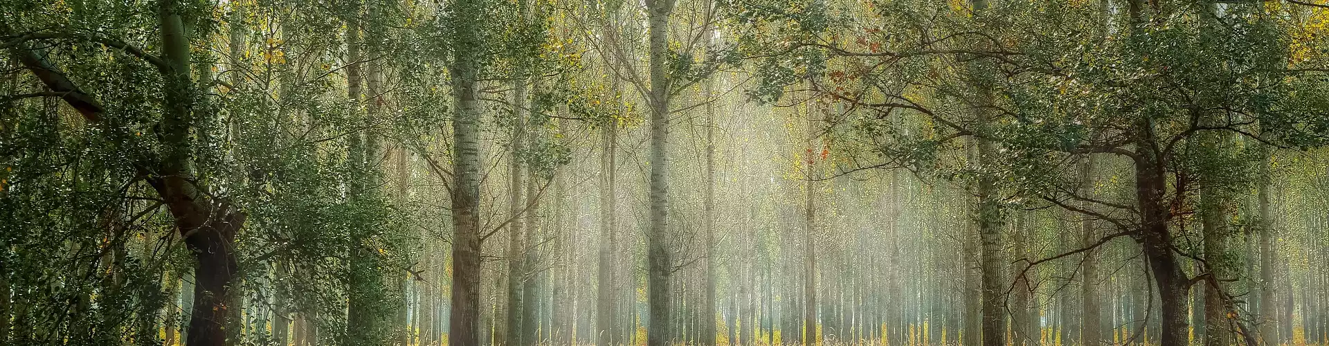 Міні медитація Рейкі: заземлення